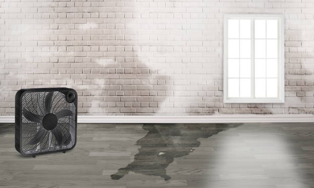 Best Basement water damage restoration  in Pleasant Hills, OH